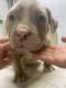American Bully Puppies for sale in Lorain, OH, USA. price: $5,000