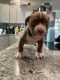 American Bully Puppies for sale in Lorain, OH, USA. price: $4,000