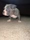 American Bully Puppies for sale in Kansas City, MO, USA. price: NA