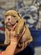 American Bully Puppies for sale in Chesapeake, VA, USA. price: $2,500