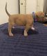 American Bully Puppies for sale in Newark, NJ, USA. price: $3,000