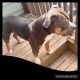American Bully Puppies for sale in West Jefferson, OH 43162, USA. price: $1,500