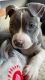 American Bully Puppies for sale in Riverside, CA, USA. price: NA