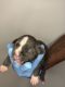 American Bully Puppies for sale in Brentwood, NC 27616, USA. price: NA