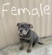 American Bully Puppies for sale in Homeland, CA, USA. price: $450