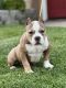 American Bully Puppies for sale in Fontana, CA 92336, USA. price: NA