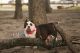 American Bully Puppies for sale in Fort Worth, TX, USA. price: $2,000