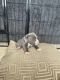 American Bully Puppies for sale in Upper Marlboro, MD 20772, USA. price: NA