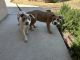 American Bully Puppies for sale in San Bernardino, CA 92404, USA. price: NA