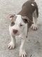 American Bully Puppies for sale in Winter Park, FL 32789, USA. price: NA