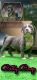 American Bully Puppies for sale in Conway, SC, USA. price: $1,500