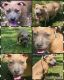 American Bully Puppies for sale in Columbus, GA, USA. price: $400