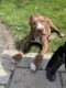 American Bully Puppies for sale in Mineola, NY, USA. price: $4,000