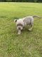 American Bully Puppies for sale in Raeford, NC 28376, USA. price: NA