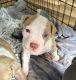 American Bully Puppies for sale in Newport News, VA, USA. price: $1,000