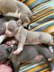 American Bully Puppies for sale in Newport News, VA, USA. price: $2,000