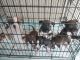 American Bully Puppies for sale in Tipton, IA 52772, USA. price: NA