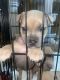 American Bully Puppies for sale in San Francisco, CA, USA. price: $1,000