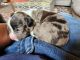 American Bully Puppies for sale in Lancaster, OH 43130, USA. price: NA