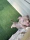 American Bully Puppies for sale in Indianapolis, IN, USA. price: $1,500