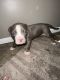 American Bully Puppies for sale in Pickerington, OH, USA. price: $1,200