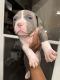 American Bully Puppies for sale in Pickerington, OH, USA. price: $1,200