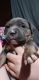 American Bully Puppies for sale in Hollyvilla, KY 40118, USA. price: NA
