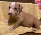 American Bully Puppies for sale in Detroit, MI 48218, USA. price: $500