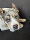 American Bully Puppies for sale in Golden, CO, USA. price: NA