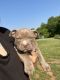 American Bully Puppies for sale in Shelby, NC, USA. price: $600