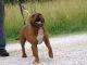 American Bully Puppies for sale in Flemington, MO 65650, USA. price: NA