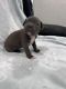 American Bully Puppies for sale in Sacramento, CA, USA. price: $500
