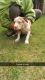 American Bully Puppies for sale in Homewood, IL, USA. price: NA
