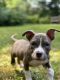 American Bully Puppies for sale in Atlanta, GA, USA. price: $1,200