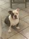 American Bully Puppies for sale in Cutler Bay, FL, USA. price: $4,500