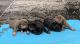 American Bully Puppies for sale in The Bronx, NY 10453, USA. price: $3,500