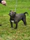 American Bully Puppies for sale in New York, NY, USA. price: $1,000