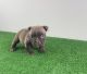 American Bully Puppies for sale in Washington, DC, USA. price: $3,000