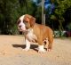 American Bully Puppies for sale in Melrose, FL 32666, USA. price: NA