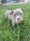 American Bully Puppies for sale in Fort Worth, TX, USA. price: $400