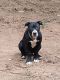American Bully Puppies for sale in Smoke Rise, GA 30087, USA. price: NA