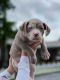 American Bully Puppies for sale in Miami, FL 33157, USA. price: NA