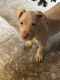 American Bully Puppies for sale in Akron, OH, USA. price: NA