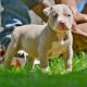 American Bully Puppies for sale in Springfield, MA 01109, USA. price: $2,000