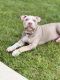 American Bully Puppies for sale in Biloxi, MS 39530, USA. price: $800