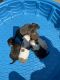American Bully Puppies for sale in York, PA, USA. price: $1,800