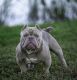 American Bully Puppies for sale in Tampa Riverwalk, Tampa, FL 33602, USA. price: NA