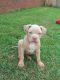American Bully Puppies for sale in Foley, AL, USA. price: NA
