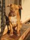 American Bully Puppies for sale in Miami, FL 33150, USA. price: $50