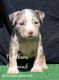 American Bully Puppies for sale in Casa Grande, AZ, USA. price: $4,000